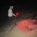 anidacion de tortugas