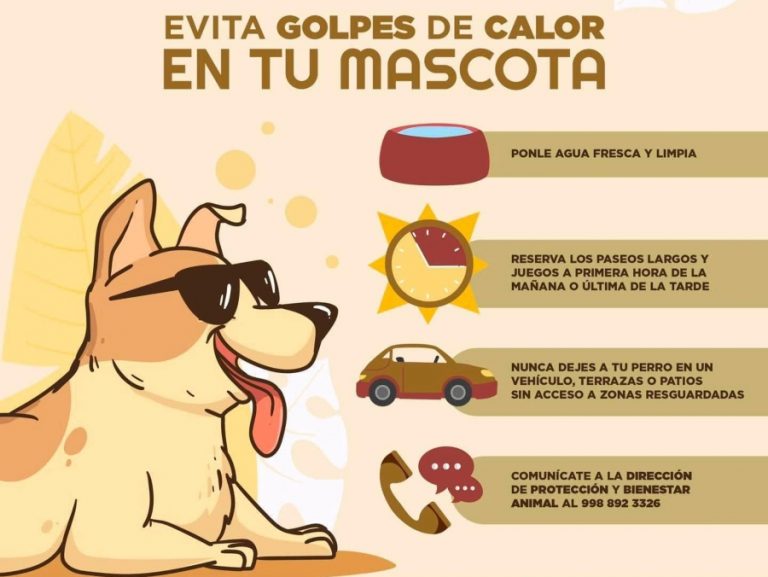 Golpe-de-calor-en-mascotas