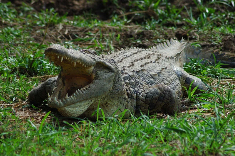 cocodrilo