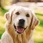 perro