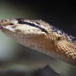 SERPIENTE