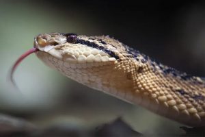 SERPIENTE