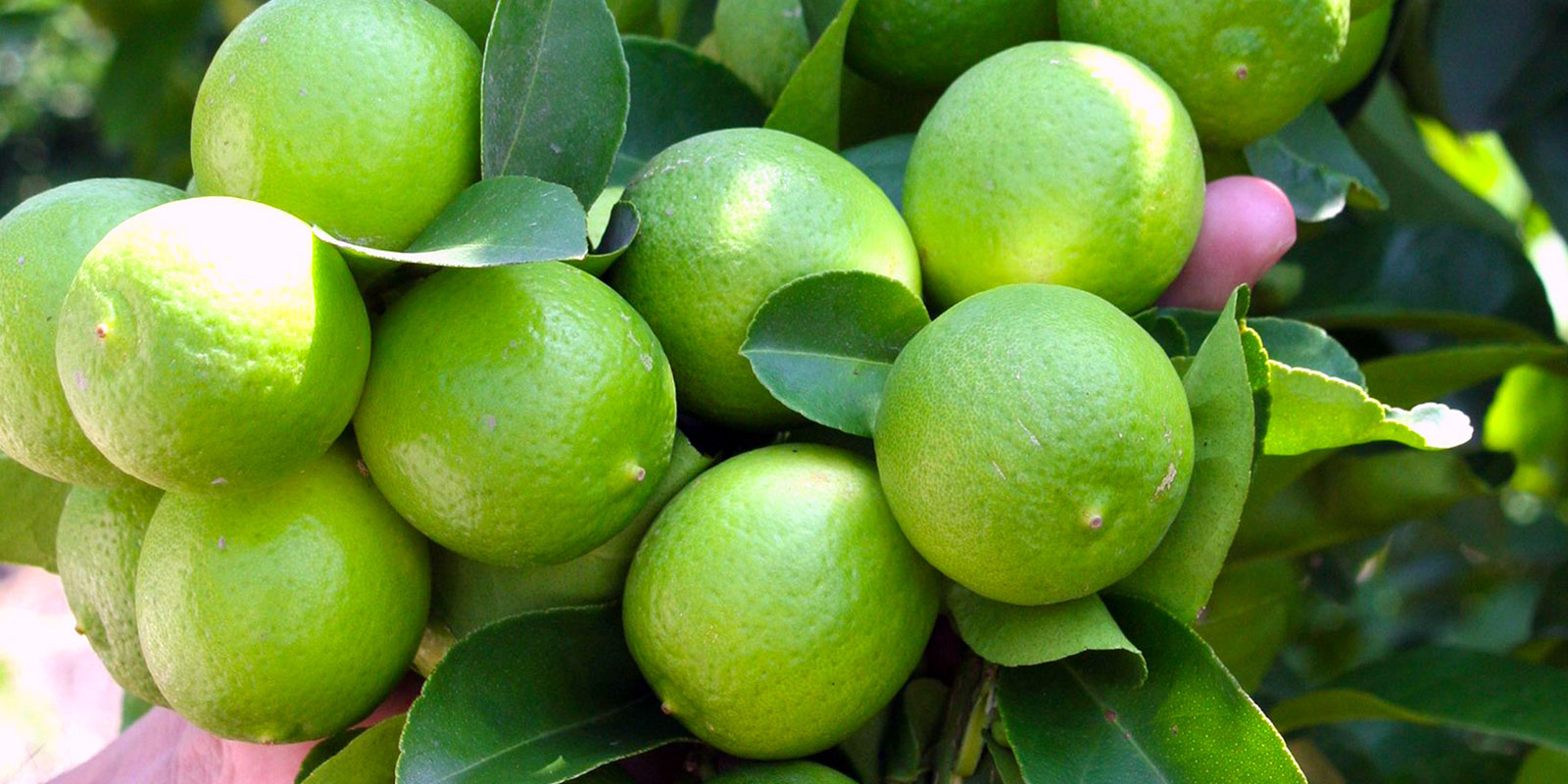 limón mexico
