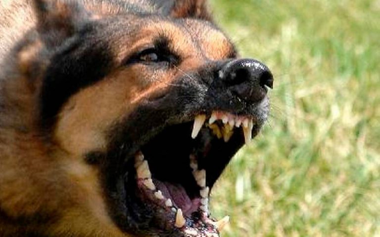 perro feroz