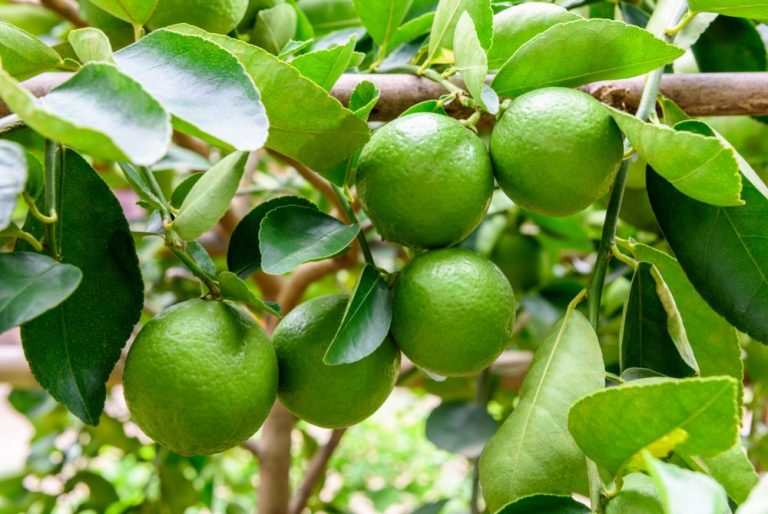 limón
