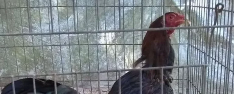 actualmente-la-ley-de-proteccion-animal-prohibe-las-peleas-de-gallos-en-quintana-roo_MASTER