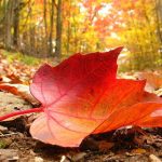 otoño