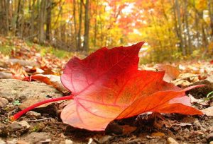 otoño
