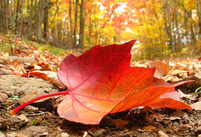otoño