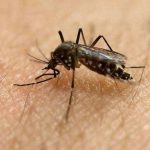 mosquito