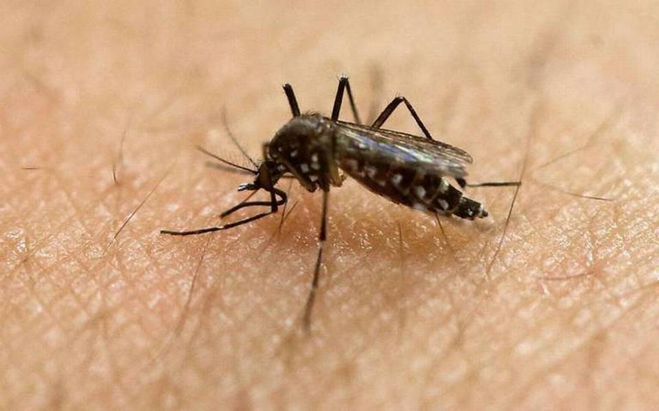 mosquito