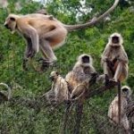 monos
