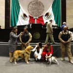 diputados