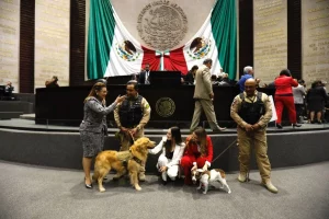 diputados
