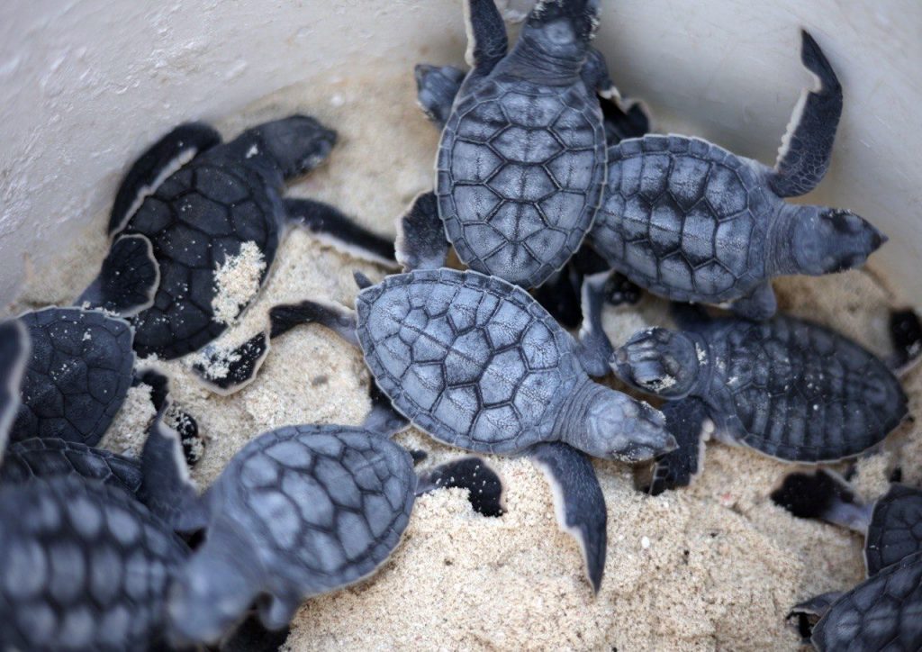 WhatsApp Image 2024-12-29 at 4.43.41 PM