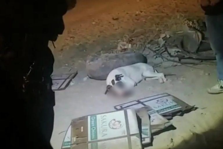 perro-muerto-san-luis-rio-colorado-sonora