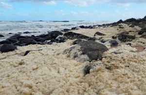 espuma surfistas