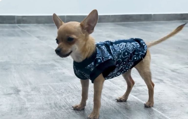 WhatsApp Image 2025-04-29 at 8.10.07 PM