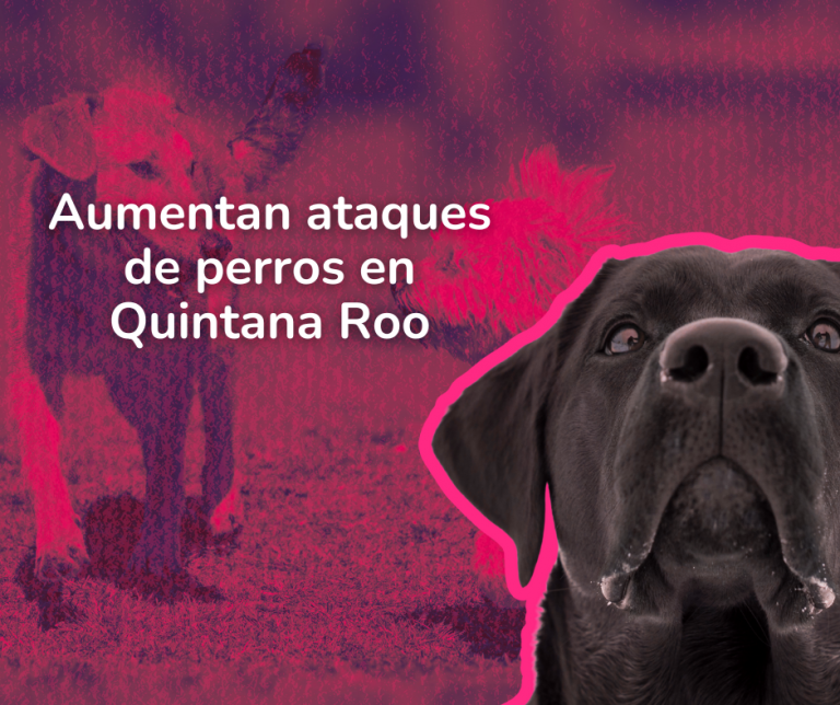 ¡Cuidado en el mar! Rayas y mantarrayas causan lesiones en playas de Cancún (17)