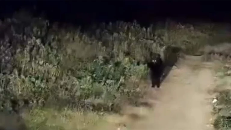 animal