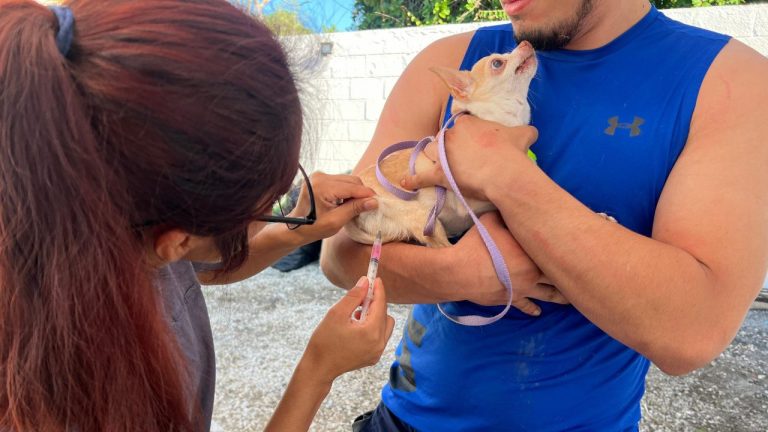 Cancún inicia campaña gratuita de vacunación antirrábica