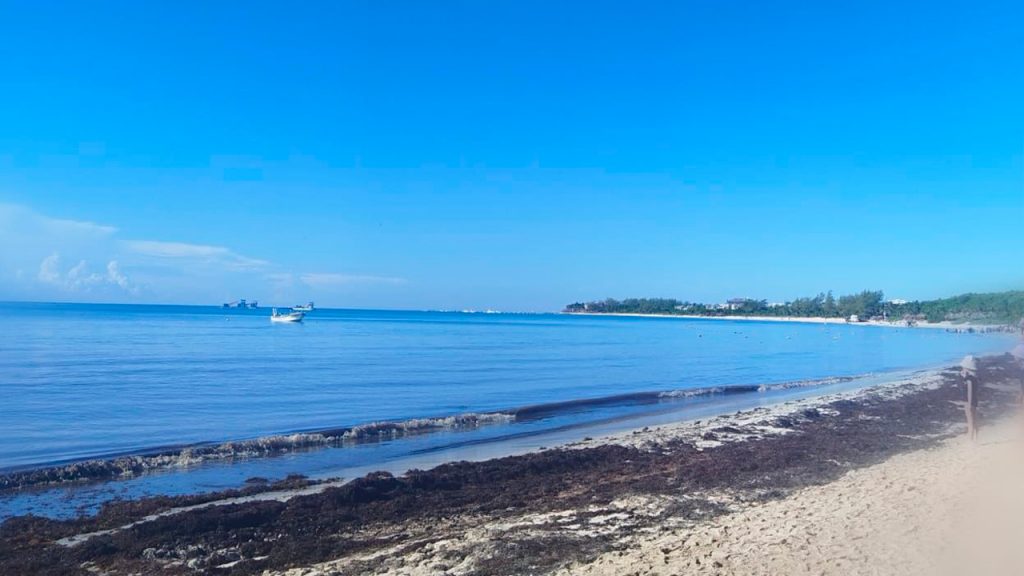 Un cocodrilo apareció cerca de la orilla en Punta Esmeralda, causando sorpresa entre los bañistas. Autoridades recuerdan mantener la distancia y reportar avistamientos.