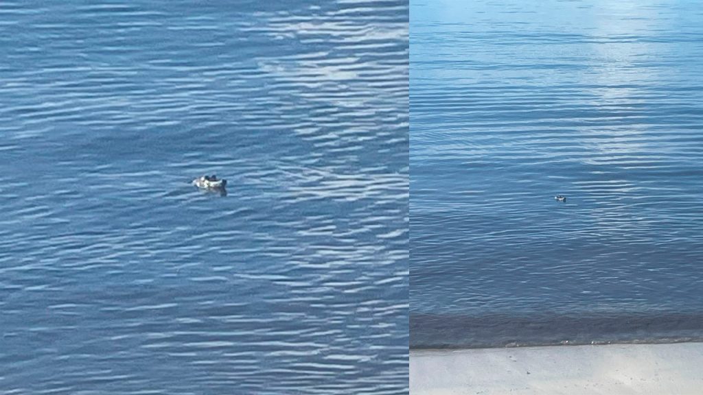 Un cocodrilo apareció cerca de la orilla en Punta Esmeralda, causando sorpresa entre los bañistas. Autoridades recuerdan mantener la distancia y reportar avistamientos.