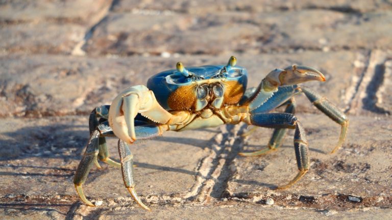 Protección del cangrejo azul en la Zona Hotelera de Cancún
