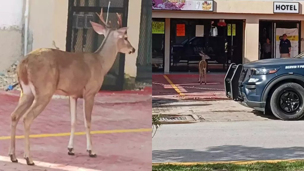Venado desorientado recorre calles del centro de Playa del Carmen y provoca operativo policial
