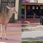 Venado desorientado recorre calles del centro de Playa del Carmen y provoca operativo policial