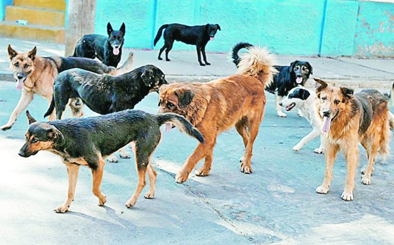 ZPERROS-DE-CALLE-OK-1024x636