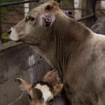 Bovinos, ovinos, porcinos y caninos se encuentran entre las especies afectadas, con lesiones derivadas de heridas y mordeduras.