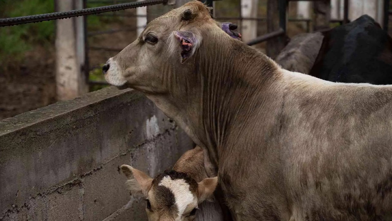 Bovinos, ovinos, porcinos y caninos se encuentran entre las especies afectadas, con lesiones derivadas de heridas y mordeduras.