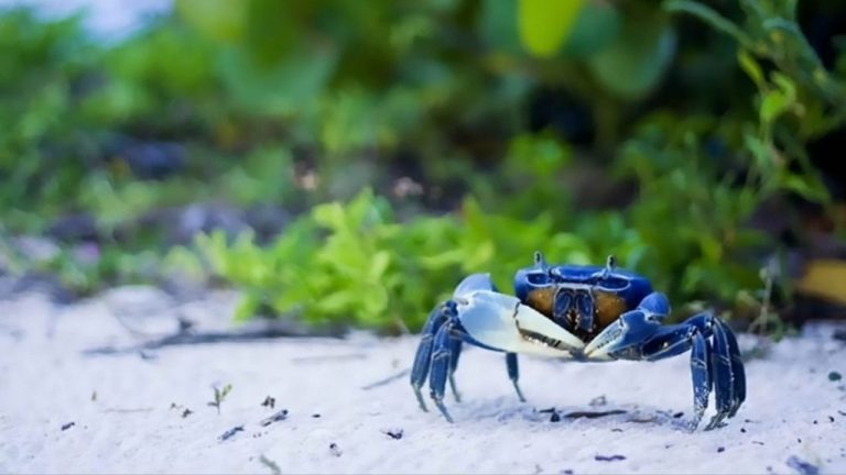 cangrejo-azul-temporada-cancun
