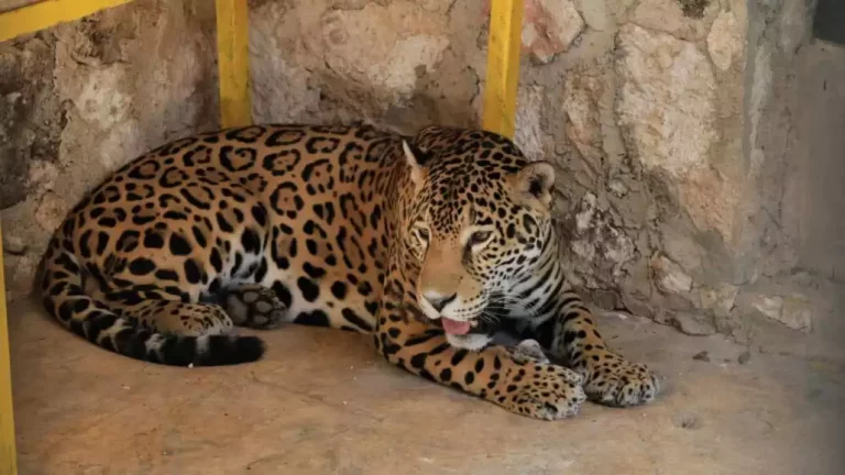 piden-a-las-autoridades-explicar-a-detalle-lo-que-ocurrio-con-un-felino-en-peligro-de-extincion_MASTER