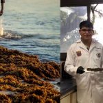 Estudiantes del IPN desarrollaron electrodos hechos con sargazo para eliminar pigmentos difíciles de tratar en aguas residuales de la industria textil.