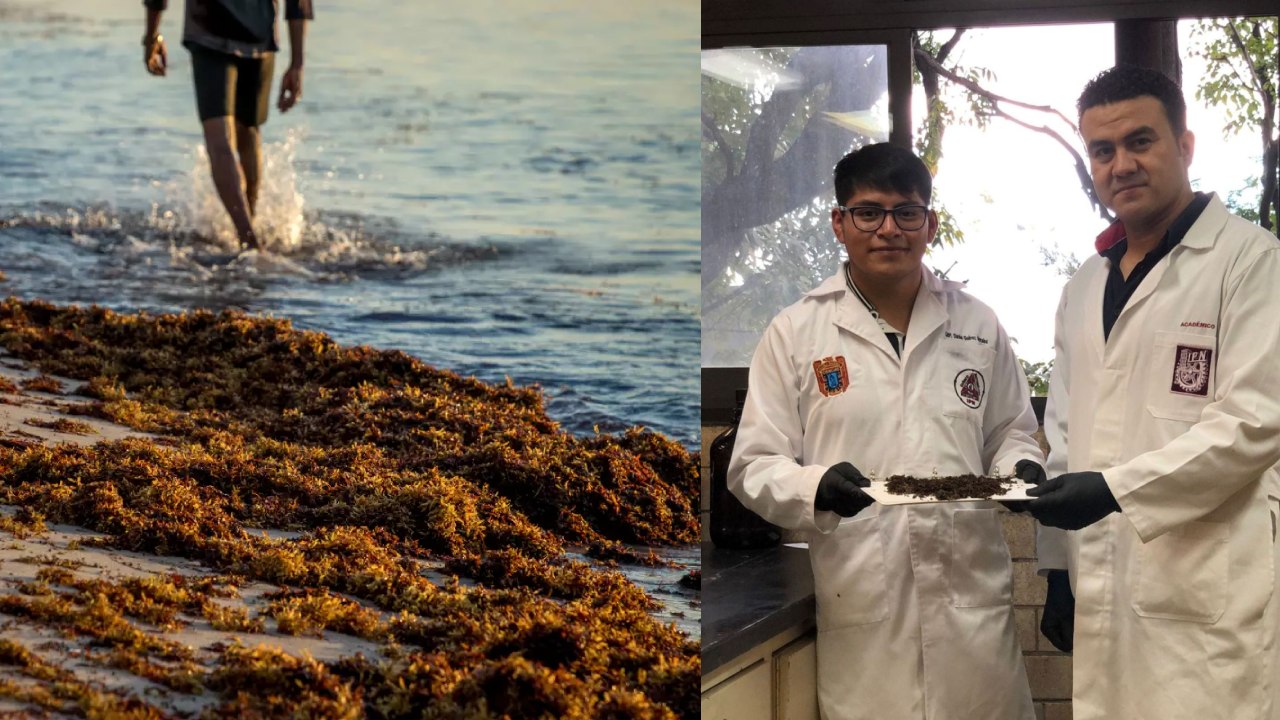 Estudiantes del IPN desarrollaron electrodos hechos con sargazo para eliminar pigmentos difíciles de tratar en aguas residuales de la industria textil.