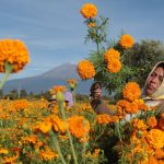Puebla concentra el 72% de la producción nacional de cempasúchil, la flor mexicana que ilumina los altares y representa la conexión entre los vivos y los muertos.