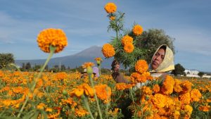 Puebla concentra el 72% de la producción nacional de cempasúchil, la flor mexicana que ilumina los altares y representa la conexión entre los vivos y los muertos.