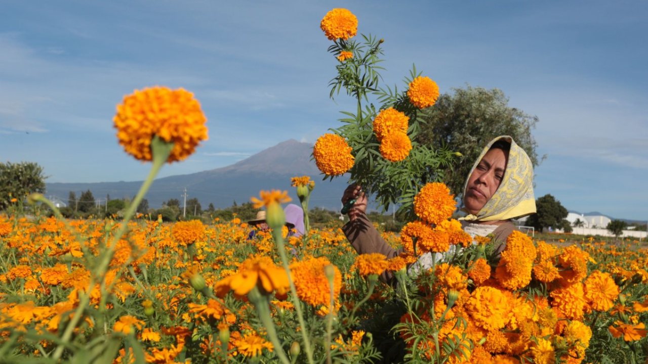 Puebla concentra el 72% de la producción nacional de cempasúchil, la flor mexicana que ilumina los altares y representa la conexión entre los vivos y los muertos.