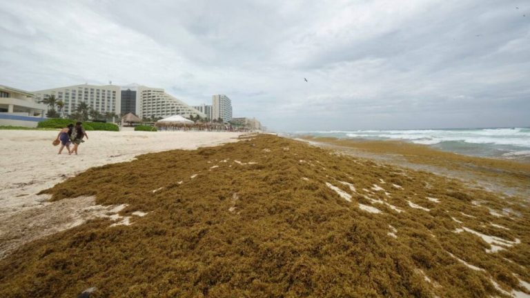 sargazo-riviera-maya-133522-1024x576