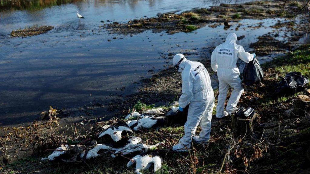 Autoridades de Madrid confirmaron cuatro brotes de gripe aviar y el hallazgo de cientos de cigüeñas muertas en las últimas semanas.