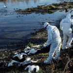 Autoridades de Madrid confirmaron cuatro brotes de gripe aviar y el hallazgo de cientos de cigüeñas muertas en las últimas semanas.