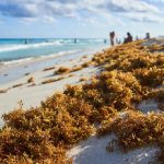 La temporada de sargazo en Cancún cerró con la recolección de casi 16 mil toneladas, cifra que triplica lo registrado en 2024, gracias al trabajo coordinado entre autoridades.