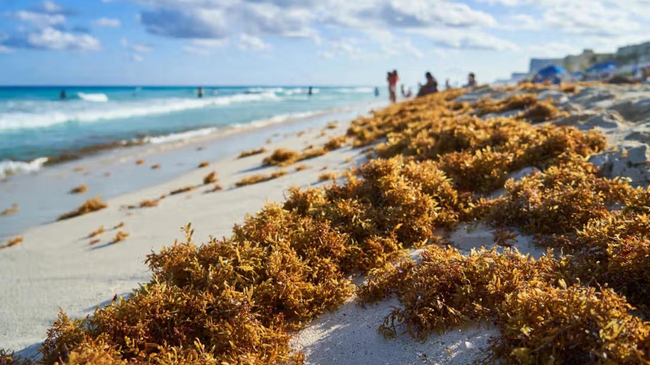 La temporada de sargazo en Cancún cerró con la recolección de casi 16 mil toneladas, cifra que triplica lo registrado en 2024, gracias al trabajo coordinado entre autoridades.