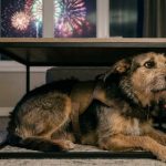 Descubre las recomendaciones de especialistas para reducir el miedo y proteger a tus mascotas durante las celebraciones con pirotecnia.