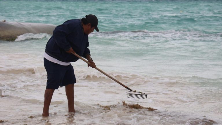 Isla Mujeres retiró 30 toneladas de sargazo en Playa Norte para mantener limpias y seguras sus playas ante recale atípico.