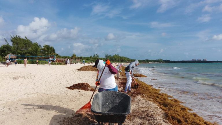 Debido a condiciones climatológicas adversas, Playa del Carmen mantiene maquinaria y personal desplegado para retirar sargazo y basura marina de la franja costera.