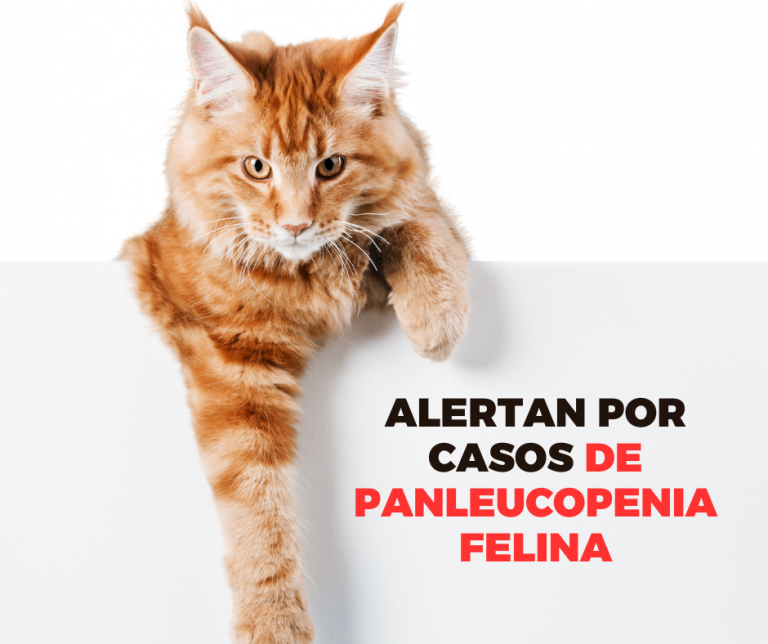 White Brown Photo Simple Happy Cat Day Instagram Story