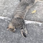 627629490_878501048272090_8961361659564065264_n